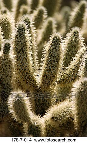 Nature, Cactus, Cactus, Botanical, Flowers, Outdoors, Desert View Large Photo Image Picture - Nature, Cactus, Cactus, Botanical, Flowers, Outdoors, Desert. Fotosearch