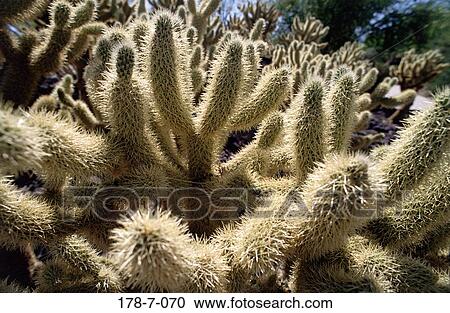 Nature, Cactus, Outdoors, Cactus, Flowers, Botanical, Desert View Large Photo Image Stock Image - Nature, Cactus, Outdoors, Cactus, Flowers, Botanical, Desert. Fotosearch
