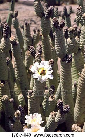 Nature, Cactus, Outdoors, Desert, Flowers, Cactus, Botanical View Large Photo Image Stock Photo - Nature, Cactus, Outdoors, Desert, Flowers, Cactus, Botanical. Fotosearch