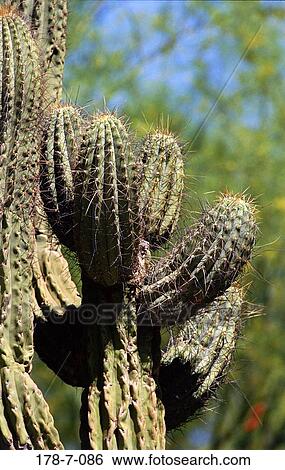 Nature, Outdoors, Botanical, Cactus, Cactus, Desert, Flowers View Large Photo Image Stock Photograph - Nature, Outdoors, Botanical, Cactus, Cactus, Desert, Flowers. Fotosearch