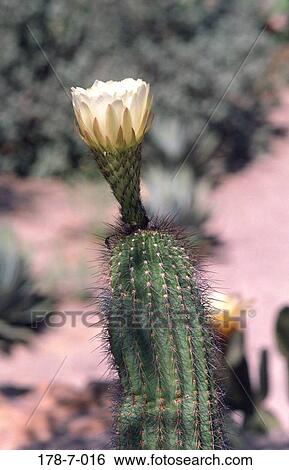 Nature, Outdoors, Botanical, Desert, Blossoming, Flower, Flowers View Large Photo Image Stock Photograph - Nature, Outdoors, Botanical, Desert, Blossoming, Flower, Flowers. Fotosearch