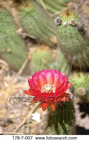 Outdoors, Bloom, Blossoming, Flower, Flowers, Desert, Flowers View Large Photo Image Stock Photo - Outdoors, Bloom, Blossoming, Flower, Flowers, Desert, Flowers. Fotosearch