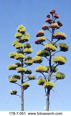 Outdoors, Blossom, Blossoming, Flowers, Cactus, Botanical, Nature View Large Photo Image Stock Image - Outdoors, Blossom, Blossoming, Flowers, Cactus, Botanical, Nature. Fotosearch