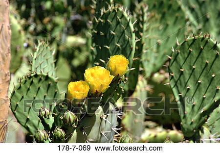 Outdoors, Blossoming, Blossom, Flowers, Nature, Desert View Large Photo Image Stock Photo - Outdoors, Blossoming, Blossom, Flowers, Nature, Desert. Fotosearch