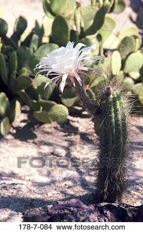 Picture - Outdoors, Blossoming, Flowers, Cactus, Flowers, Blossom, Bloom. Fotosearch