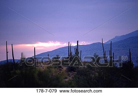 Stock Photo - Outdoors, Botanical, Cactus, Nature, Desert, Flowers, Sunset. Fotosearch