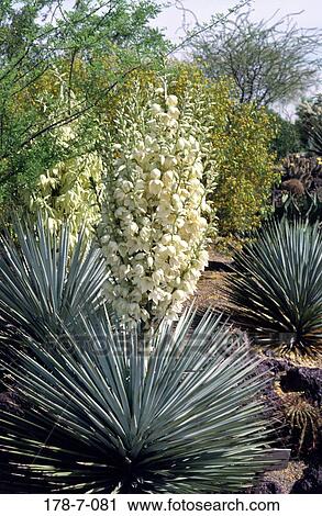 Outdoors, Botanical, Nature, Cactus, Cactus, Flowers, Desert View Large Photo Image Stock Image - Outdoors, Botanical, Nature, Cactus, Cactus, Flowers, Desert. Fotosearch