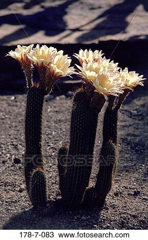 Outdoors, Cactus, Flowers, Flowers, Botanical, Flower, Blooming View Large Photo Image Stock Image - Outdoors, Cactus, Flowers, Flowers, Botanical, Flower, Blooming. Fotosearch