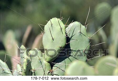 Outdoors, Close-up, Nature, Flowers, Cactus, Cactus, Up View Large Photo Image Stock Image - Outdoors, Close-up, Nature, Flowers, Cactus, Cactus, Up. Fotosearch