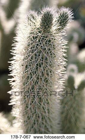 Outdoors, Nature, Cactus, Flowers, Cactus, Desert, Botanical View Large Photo Image Stock Photo - Outdoors, Nature, Cactus, Flowers, Cactus, Desert, Botanical. Fotosearch