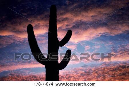 Saguaro, Cactus, Nature, Botanical, Silhouette, Outdoors, Desert View Large Photo Image Picture - Saguaro, Cactus, Nature, Botanical, Silhouette, Outdoors, Desert. Fotosearch