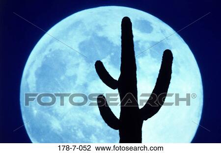 Saguaro, Silhouette, Botanical, Moon, Cactus, Nature, Cactus View Large Photo Image Stock Image - Saguaro, Silhouette, Botanical, Moon, Cactus, Nature, Cactus. Fotosearch