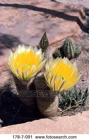 Up, Nature, Outdoors, Blossoming, Flower, Cactus, Blooming View Large Photo Image Stock Image - Up, Nature, Outdoors, Blossoming, Flower, Cactus, Blooming. Fotosearch