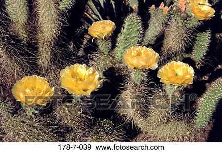 Yellow, Close, Cactus, Up, Blossom, Close-up, Closeup View Large Photo Image Stock Photo - Yellow, Close, Cactus, Up, Blossom, Close-up, Closeup. Fotosearch