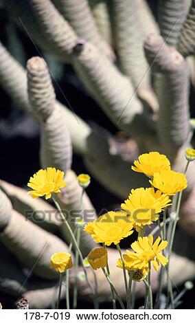 Yellow, Nature, Flower, Blooming, Cactus, Cactus, Desert View Large Photo Image Stock Photo - Yellow, Nature, Flower, Blooming, Cactus, Cactus, Desert. Fotosearch