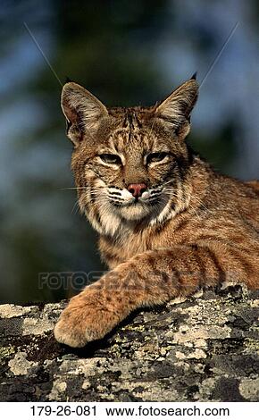 Bobcat, Cats, Cat, Mammal, Lying, American, Resting View Large Photo Image Stock Image - Bobcat, Cats, Cat, Mammal, Lying, American, Resting. Fotosearch