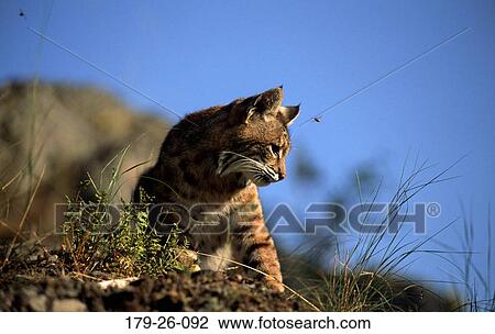 Bobcat, North, Sitting, Wildlife, Wild, Animal, Cats View Large Photo Image Stock Image - Bobcat, North, Sitting, Wildlife, Wild, Animal, Cats. Fotosearch
