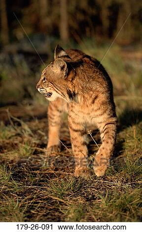 Stock Image - Cat, Bobcats, Grass, Animal, Cats, Wildlife, Outdoors. Fotosearch