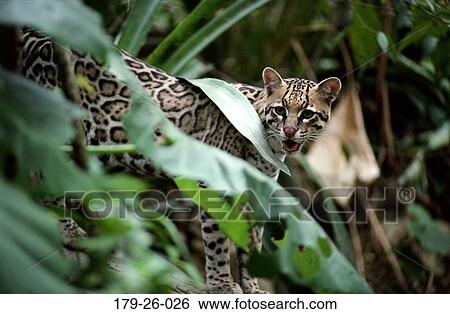 Cat, Cats, Cats, Wilderness, Mammal, Ocelot, Wild View Large Photo Image Stock Photograph - Cat, Cats, Cats, Wilderness, Mammal, Ocelot, Wild. Fotosearch