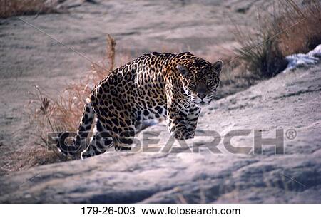 Cat, Cats, Prowling, Wild, Mammal, Cats, Animal View Large Photo Image Stock Image - Cat, Cats, Prowling, Wild, Mammal, Cats, Animal. Fotosearch