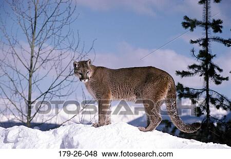 Stock Photo - Cat, Cats, Wildlife, Animal, Mammal, Cougars, Standing. Fotosearch