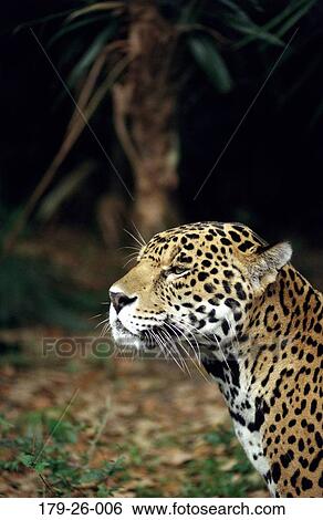 Cat, Close, Wildlife, Animal, Mammal, Cats, Wild View Large Photo Image Stock Photograph - Cat, Close, Wildlife, Animal, Mammal, Cats, Wild. Fotosearch