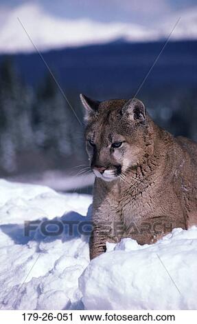 Cat, Lying, Close-up, Animal, Wilderness, Outdoors, Sitting View Large Photo Image Stock Image - Cat, Lying, Close-up, Animal, Wilderness, Outdoors, Sitting. Fotosearch