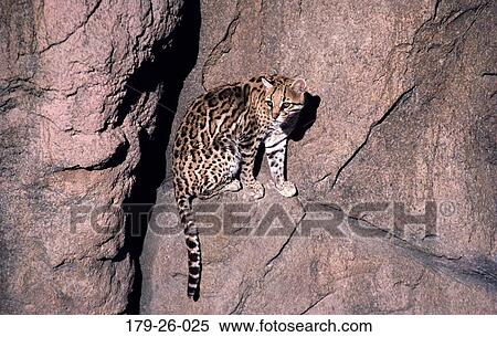 Cat, Wilderness, Mammal, Resting, North, Ocelots, Wild View Large Photo Image Stock Photography - Cat, Wilderness, Mammal, Resting, North, Ocelots, Wild. Fotosearch