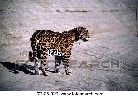 Cat, Wildlife, Wild, Jaguars, North, Animals, Cats View Large Photo Image Stock Image - Cat, Wildlife, Wild, Jaguars, North, Animals, Cats. Fotosearch