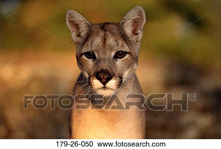 Cats, American, Mammal, Shot, Cougar, Cats, Animal View Large Photo Image Stock Image - Cats, American, Mammal, Shot, Cougar, Cats, Animal. Fotosearch