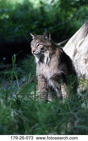 Cats, Animal, Cats, Grass, Mammal, Resting, North View Large Photo Image Stock Image - Cats, Animal, Cats, Grass, Mammal, Resting, North. Fotosearch