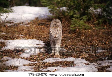 Cats, Animal, Mammal, Wild, Cats, Snow, Wilderness View Large Photo Image Stock Image - Cats, Animal, Mammal, Wild, Cats, Snow, Wilderness. Fotosearch
