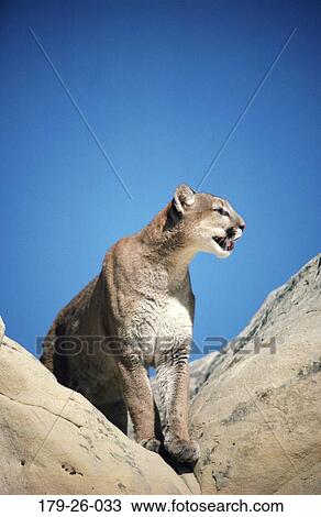 Stock Image - Cats, Animal, Sitting, Wild, Wildlife, Outdoors, Mammal. Fotosearch