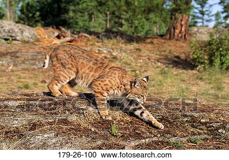 Cats, Cats, Walking, Animals, Wildlife, Mammal, Animal View Large Photo Image Stock Image - Cats, Cats, Walking, Animals, Wildlife, Mammal, Animal. Fotosearch