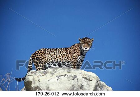 Cats, Cats, Wild, Animal, Jaguar, Jaguars, Mammal View Large Photo Image Stock Image - Cats, Cats, Wild, Animal, Jaguar, Jaguars, Mammal. Fotosearch