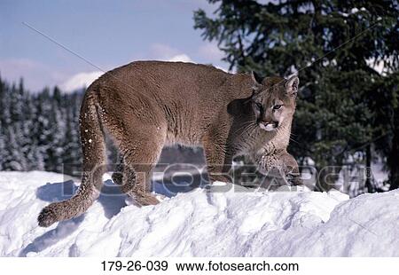 Cats, Mammal, Animals, Outdoors, Animal, Cat, Wild View Large Photo Image Stock Photo - Cats, Mammal, Animals, Outdoors, Animal, Cat, Wild. Fotosearch
