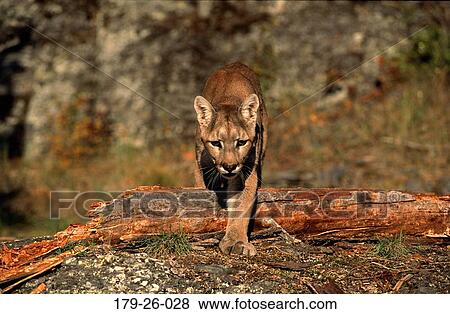 Cats, Outdoors, American, Wildlife, Walking, Animals, Mammal View Large Photo Image Stock Photo - Cats, Outdoors, American, Wildlife, Walking, Animals, Mammal. Fotosearch