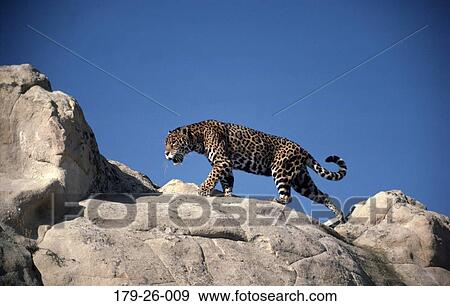 Cats, Outdoors, Jaguar, Mammal, Jaguars, Walking, Cat View Large Photo Image Stock Photo - Cats, Outdoors, Jaguar, Mammal, Jaguars, Walking, Cat. Fotosearch