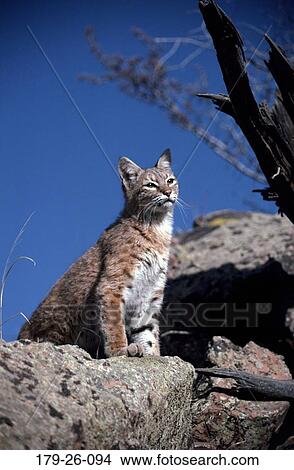 Cats, Wilderness, Sitting, Bobcat, Wild, Cats, Animals View Large Photo Image Picture - Cats, Wilderness, Sitting, Bobcat, Wild, Cats, Animals. Fotosearch