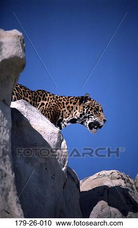 Cats, Wildlife, Jaguar, Outdoors, Wild, Mammal, Cat View Large Photo Image Stock Image - Cats, Wildlife, Jaguar, Outdoors, Wild, Mammal, Cat. Fotosearch