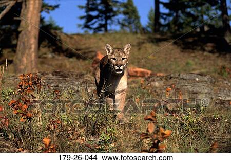 Cats, Wildlife, Mammal, Outdoors, American, Wild, Cougar View Large Photo Image Picture - Cats, Wildlife, Mammal, Outdoors, American, Wild, Cougar. Fotosearch