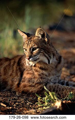 Close, North, Outdoors, Mammal, Close-up, Animals, American View Large Photo Image Stock Photo - Close, North, Outdoors, Mammal, Close-up, Animals, American. Fotosearch