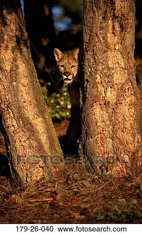 Cougar, Wilderness, American, Cats, Standing, Wild, Mammal View Large Photo Image Stock Image - Cougar, Wilderness, American, Cats, Standing, Wild, Mammal. Fotosearch