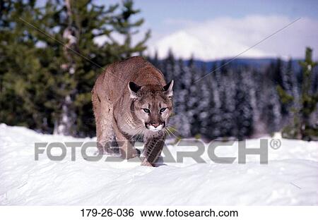 Cougars, Cougar, Mammal, Outdoors, American, Chasing, Animal View Large Photo Image Stock Photograph - Cougars, Cougar, Mammal, Outdoors, American, Chasing, Animal. Fotosearch