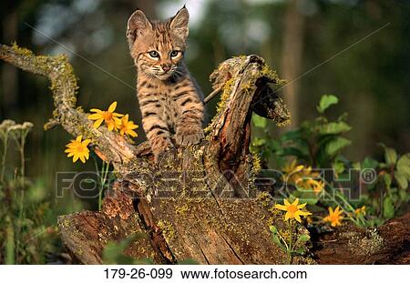 Cub, Animals, Tree, Bobcat, Wildlife, Cubs, Wild View Large Photo Image Stock Photo - Cub, Animals, Tree, Bobcat, Wildlife, Cubs, Wild. Fotosearch