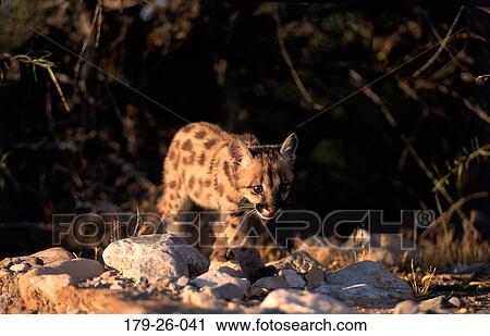 Cub, Mammal, Outdoors, Cougar, Cats, Wilderness, Animal View Large Photo Image Stock Image - Cub, Mammal, Outdoors, Cougar, Cats, Wilderness, Animal. Fotosearch