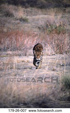 Stock Photo - Jaguar, Outdoors, Animal, Wild, Jaguars, Cats, North. Fotosearch