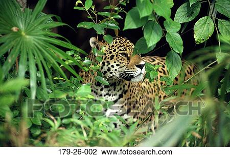 Stock Image - Jaguar, Wildlife, Animal, Cats, Close-up, Mammal, American. Fotosearch