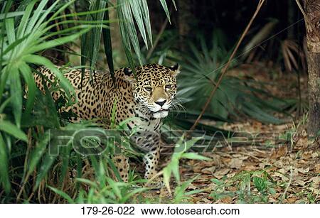 Stock Image - Jaguars, Standing, Outdoors, Wild, North, Cat, Jaguar. Fotosearch