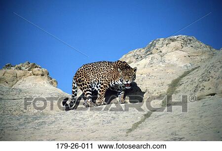 Jaguars, Wilderness, Outdoors, Animal, Animals, Cats, Wild View Large Photo Image Stock Image - Jaguars, Wilderness, Outdoors, Animal, Animals, Cats, Wild. Fotosearch
